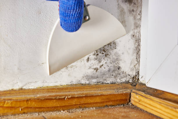 Best Crawl Space Mold Remediation  in Batesburg Leesville, SC